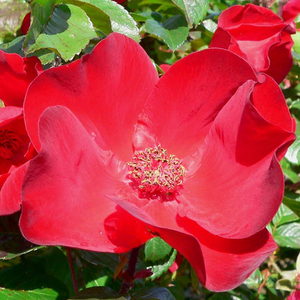 Crvena - Ruža - Robusta® - Narudžba ruža